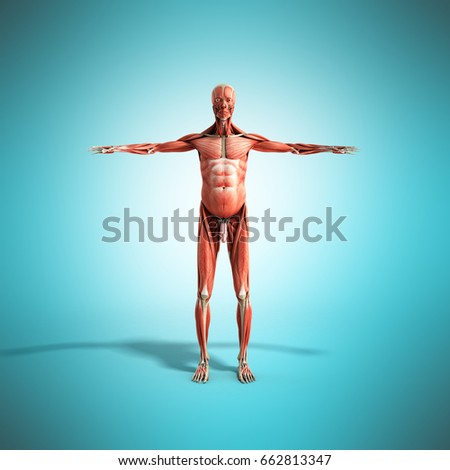 Human Muscle Anatomy 3d render on blue front 