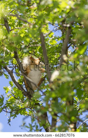 Squirrel sits on a tree among green foliage