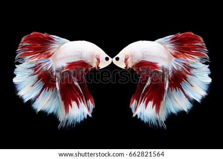 Couple Betta fish on black background, Wallpaper Chinese style