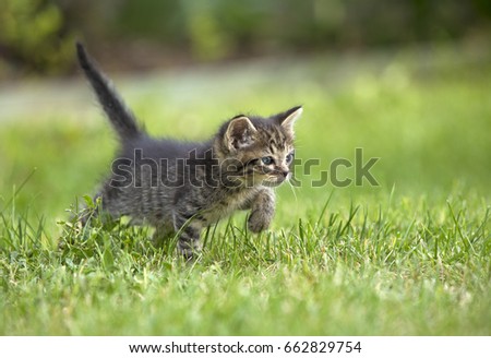 A gray striped kitten in green grass