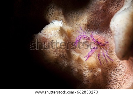 Pink Hairy Squat Lobster or Fairy Crab (Lauriea Siagiani)