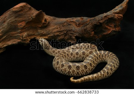 Beautiful snake from North America name Western Hognose snake (Heterodon nasicus), The snake nickname Toad hunter crawling on black floor near dry wood, Background for Natural Wildlife or Exotic pet.