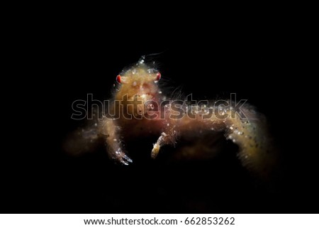 Orang-Utan Crab (Achaeus japonicus)