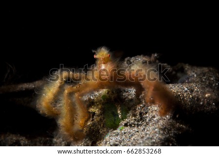 Orang-Utan Crab (Achaeus japonicus)