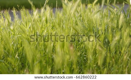 Green grass stock images