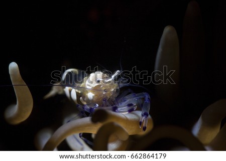 Pacific Clown Anemone Shrimp, Glass Anemone Shrimp, White Spot Anemone Shrimp (Periclimenes brevicarpalis)