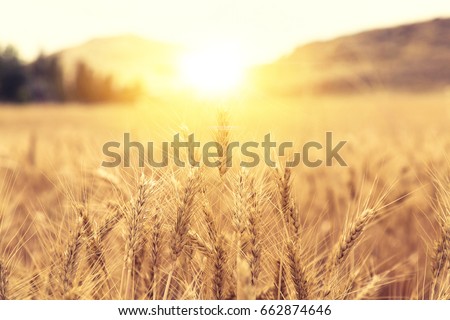 Wheat Beards.Wheat field morning sunrise and yellow sunshine Royalty-Free Stock Photo #662874646