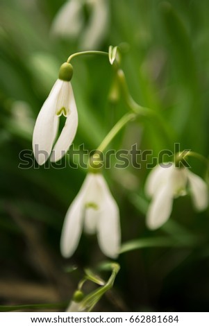 fresh white snowdrop flowers. the first spring flowers in the forest. soft focus. shallow DOF 