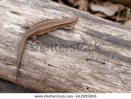 Little brown lizard sitting on old log in nature