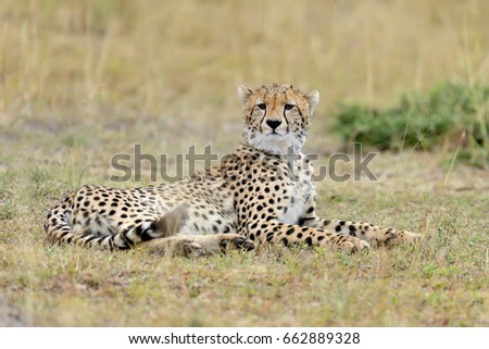 Wild african cheetah, beautiful mammal animal. Africa, Kenya