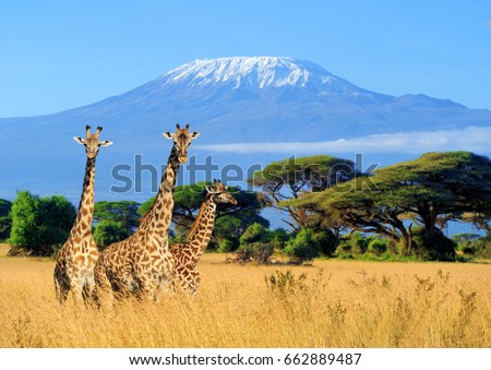 Three giraffe on Kilimanjaro mount background in National park of Kenya, Africa Royalty-Free Stock Photo #662889487