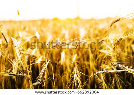 backdrop of ripening ears of yellow wheat field on the sunset cloudy orange sky background. Copy space of the setting sun rays on horizon in rural meadow Close up nature photo Idea of a rich harvest