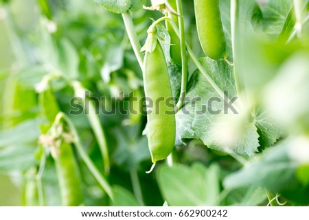 Sugar snap pea on the vines Royalty-Free Stock Photo #662900242
