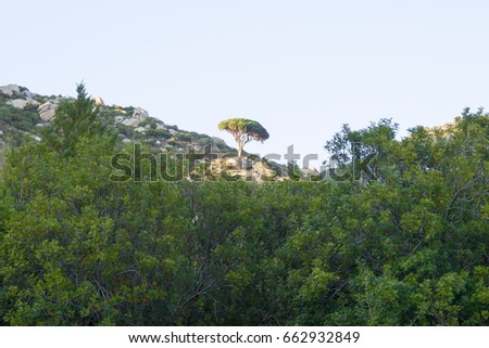 Elba, Italy: Lone pine in the mountainous territory