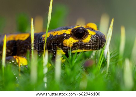 Fire salamanders (Salamandre salamandre) live in central European deciduous forests and are more common in humid areas.