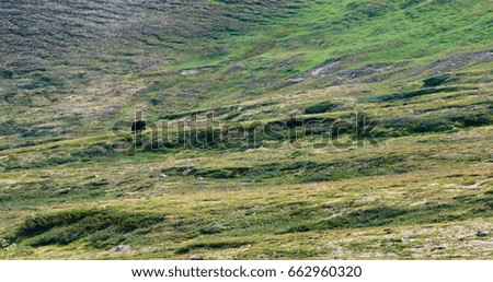 Muskox (Ovibos moschatus) in Dovrefjell-Sunndalsfjella National Park, Norway