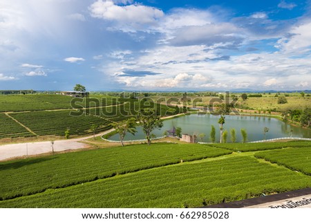 Chui Fong Terrace Tea Plantation in the morning, Mae Salong Mountain, Chiang Rai, Thailand. Landscape picture