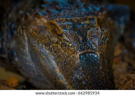 Caiman in the muddy water on the bank of the Cuyabeno River, Cuyabeno Wildlife Reserve, Ecuador