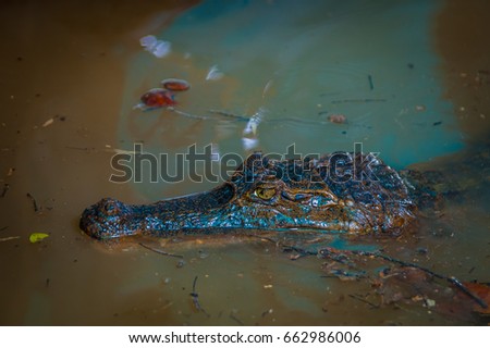Caiman in the dark water in the Cuyabeno River, Cuyabeno Wildlife Reserve, Ecuador