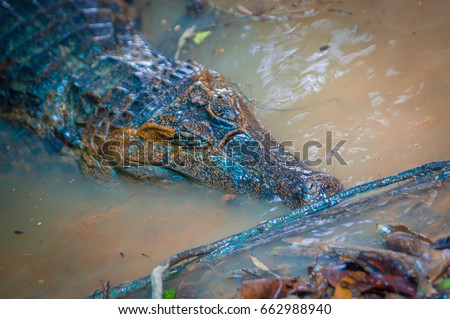 Caiman in the muddy water on the bank of the Cuyabeno River, Cuyabeno Wildlife Reserve, Ecuador