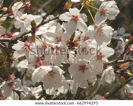 White Plum flower blossom in Baien Garden, Shizuoka Prefecture, Japan
