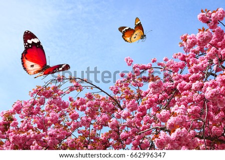 Butterflies flying and blossoming tree branch. Pink flowers against blue sky background.  Dream inspiration.  Nature abstract 