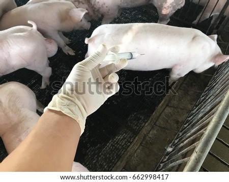 Injection pig in pig farm 