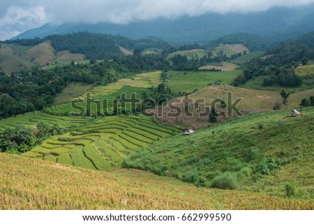 Rice terrace field in countryside at Banpabongpieng, Thailand.