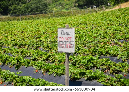 "Please Do not Pick Here" sign at an organic U-Pick strawberry farm, California