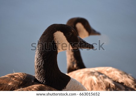 Canada Geese Close Up