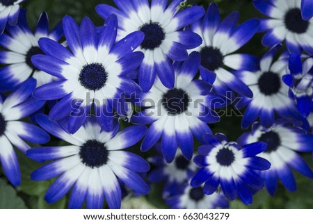 Blue flowers.Cineraria