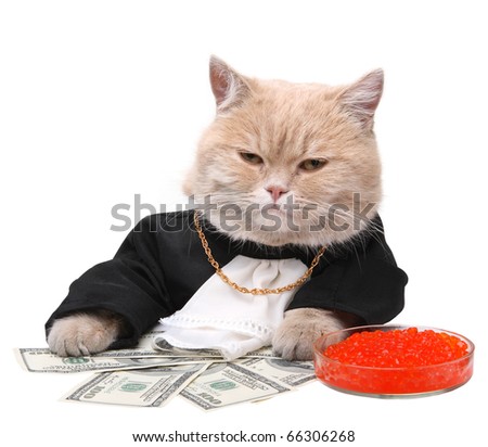 Red cat sitting on the dollar on the white background, Christmas, New Year