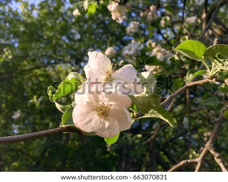 Apple tree flowers close up view against blurred background
