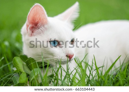 Two color eyes of white kitten in the garden, cat on grass