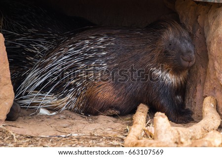 Close up image of large spiny porcupine, Greece