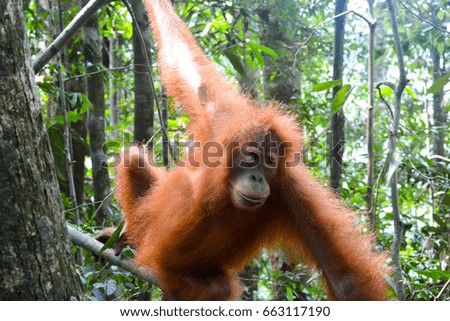 Orangutan picture take in Mai 2017 during trek in Bukit Lawang !