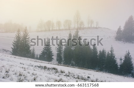 forest on snowy hillside at foggy winter sunrise