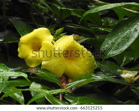 golden trumpet Flowers, Allamanda cathartica, common trumpet vine, yellow allamanda, with leaves