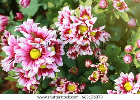 Pink mix white of Chrysanthemum flower are blooming in the flower garden.