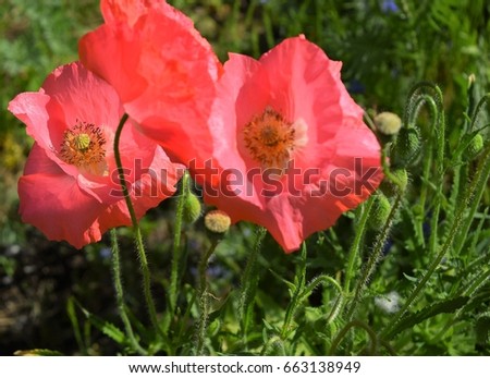 Pink oriental poppies and other wild meadow flowers

