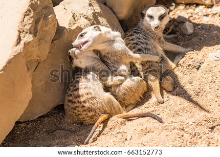 Meerkats playing 