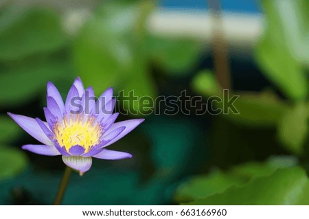 The beautiful purple lotus flower