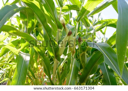 cornfield under a blue sky with clouds