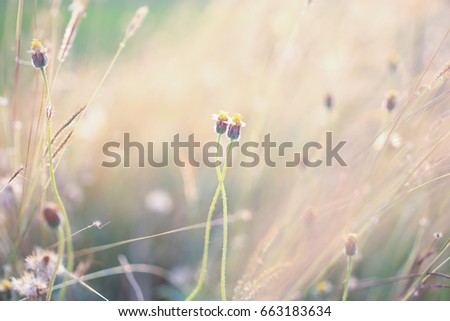 Soft focus Coldenia procumbens Linn in the field,Grass flower for texture background.Close-up