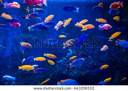 Tropical fish with corals and algae in blue water. Beautiful background of the underwater world.