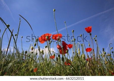 corn field with poppies