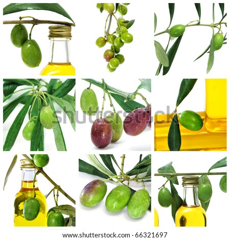 a collage of nine pictures of many olives and olive oil bottles