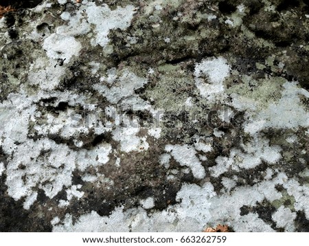 growing lichen  on stone surface