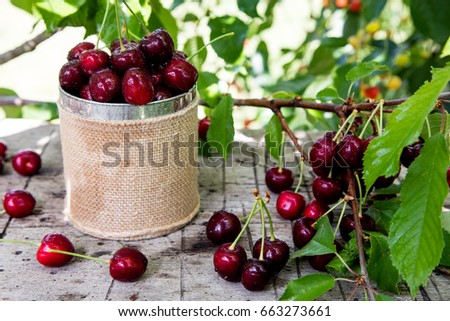 Cherry basket. cherry tree branch. fresh ripe cherries. sweet cherries in garden.