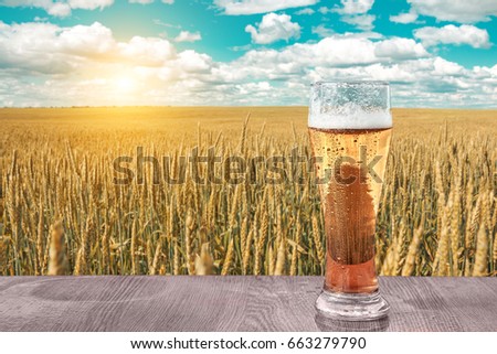 Glass of cold beer at sunset on the background of wheat field and blue sky. Summer landscape. Recreation and relax. Fresh brewed ale.